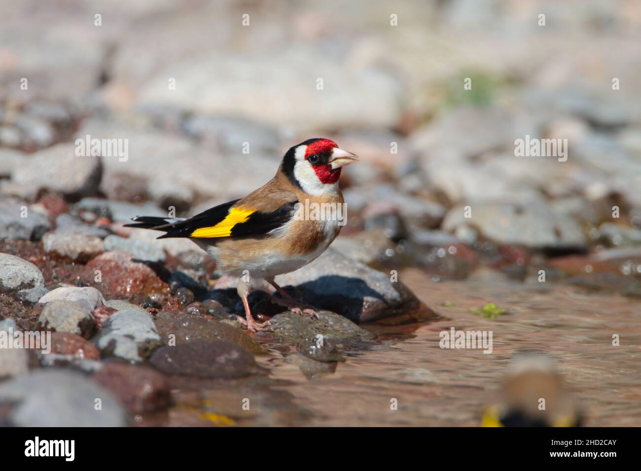 Ein erwachsener männlicher Europäischer Goldfink (Carduelis carduelis), der im Frühjahr aus einer Pfütze auf der griechischen Insel Lesvos trinkt Stockfoto