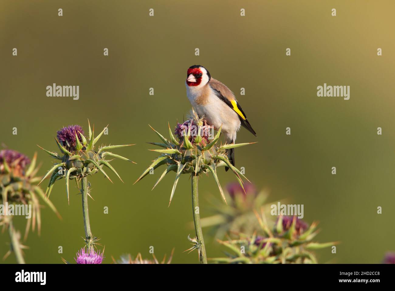 Ein erwachsener männlicher Europäischer Goldfink (Carduelis carduelis), der im Frühjahr auf der griechischen Insel Lesvos auf einer Distel ernährt Stockfoto
