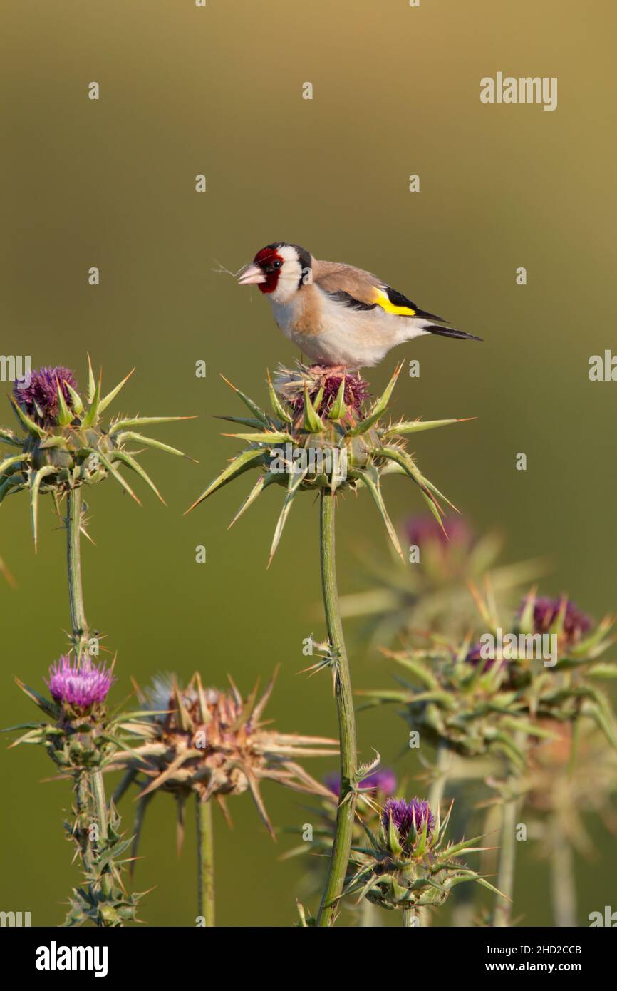 Ein erwachsener männlicher Europäischer Goldfink (Carduelis carduelis), der im Frühjahr auf der griechischen Insel Lesvos auf einer Distel ernährt Stockfoto