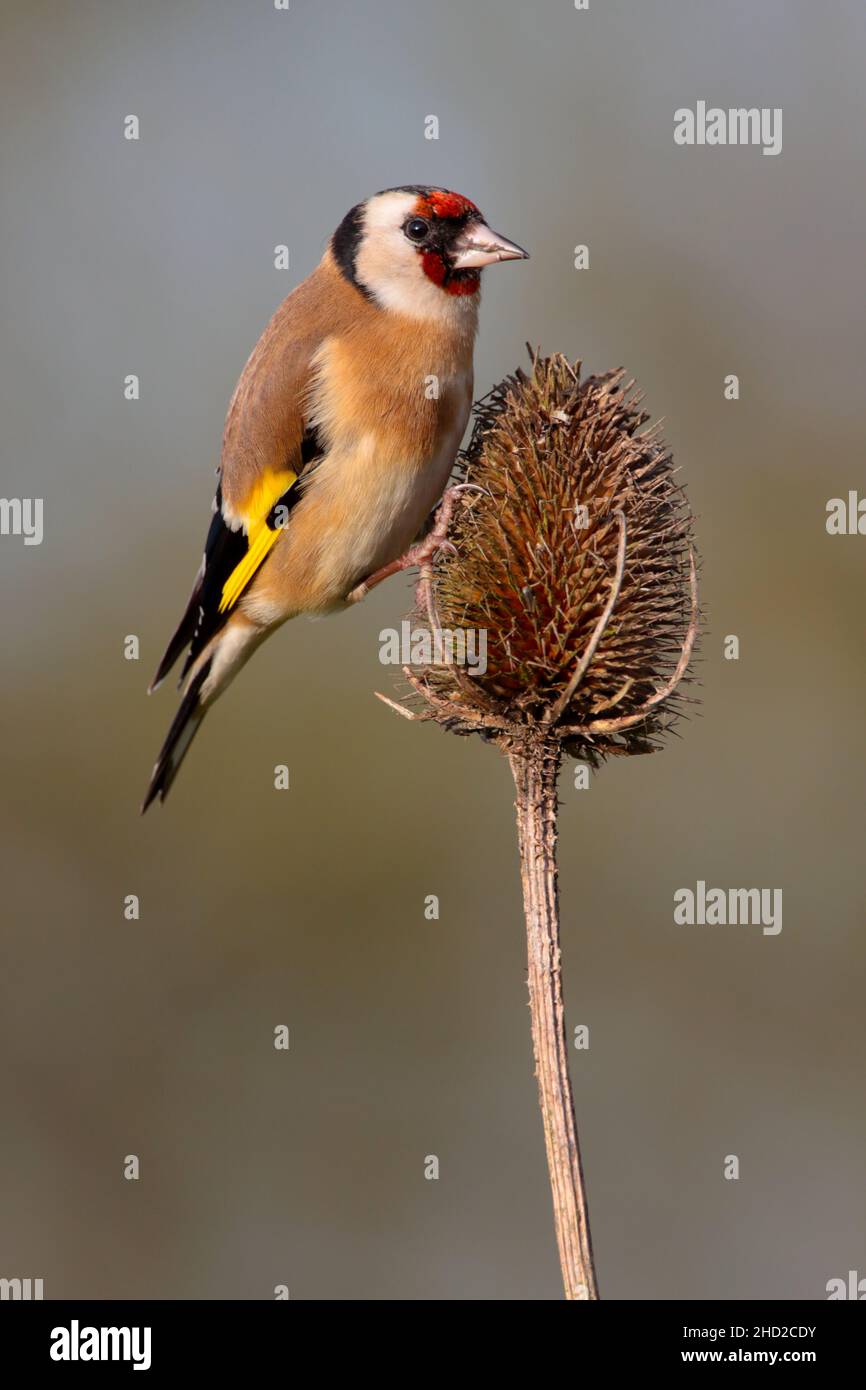 Ein erwachsener Europäischer Goldfink (Carduelis carduelis), der im Winter auf einem Teelöffel in Suffolk, Großbritannien, füttert Stockfoto