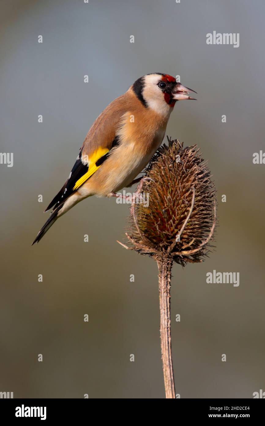 Ein erwachsener Europäischer Goldfink (Carduelis carduelis), der im Winter auf einem Teelöffel in Suffolk, Großbritannien, füttert Stockfoto