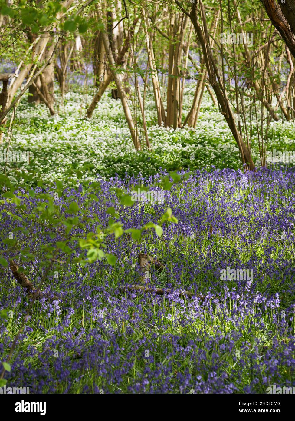 Der Frühling im Wald bringt einen Aufruhr von Blumen in den Wald Stockfoto