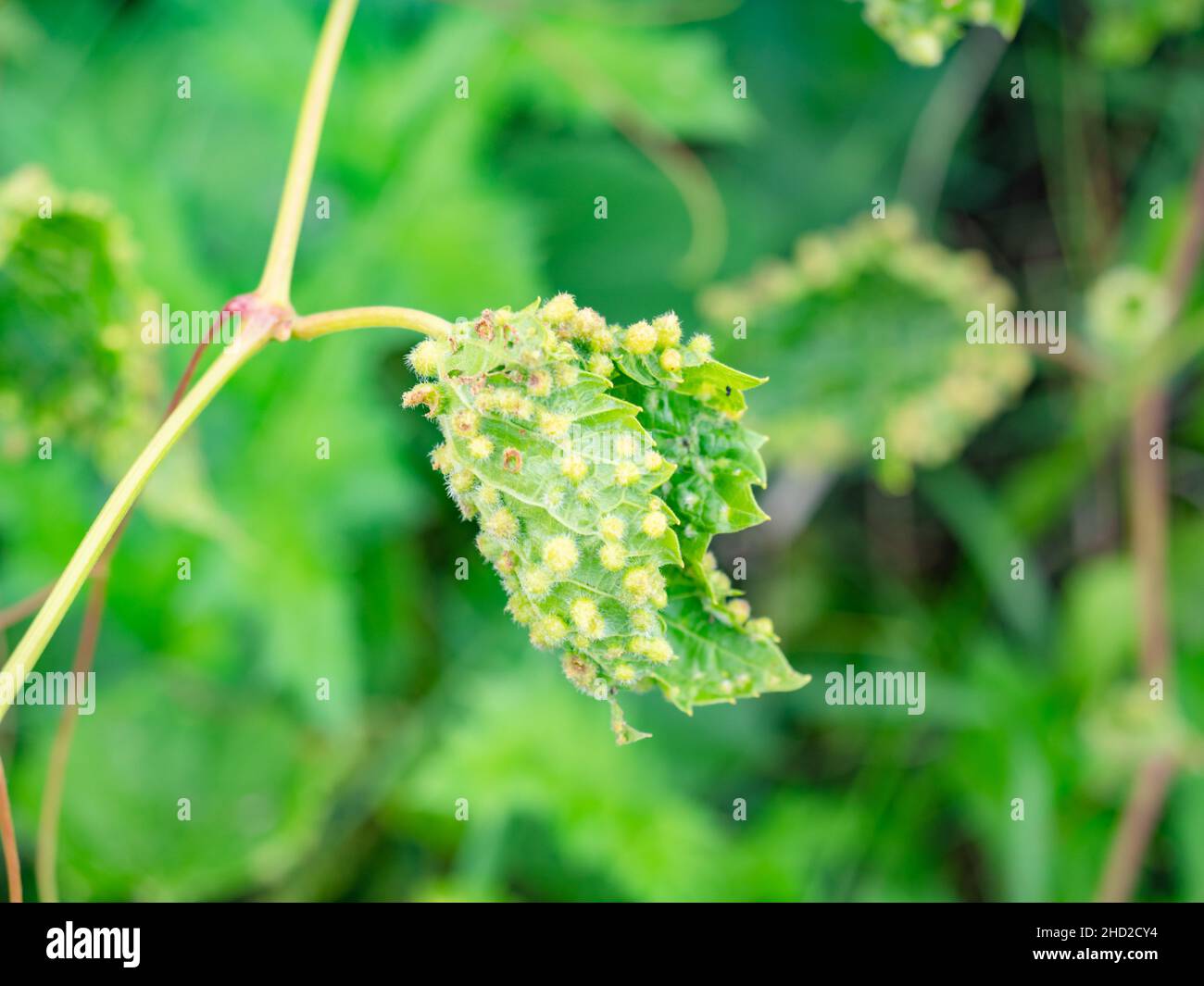 Viele von Phylloxera, Viteus vitifoliae, verursachte Gallus sehen aus wie Parasiten. Rebe mit Krankheit oder Krankheit Stockfoto