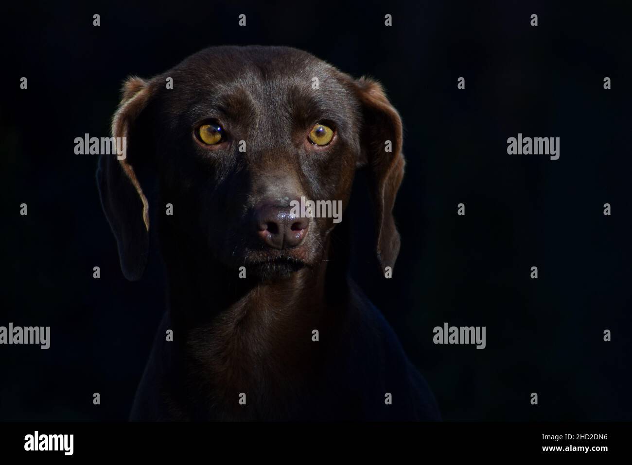 Nahporträt eines braunen Jagdhundes in dramatischer Beleuchtung vor dunklem Hintergrund Stockfoto