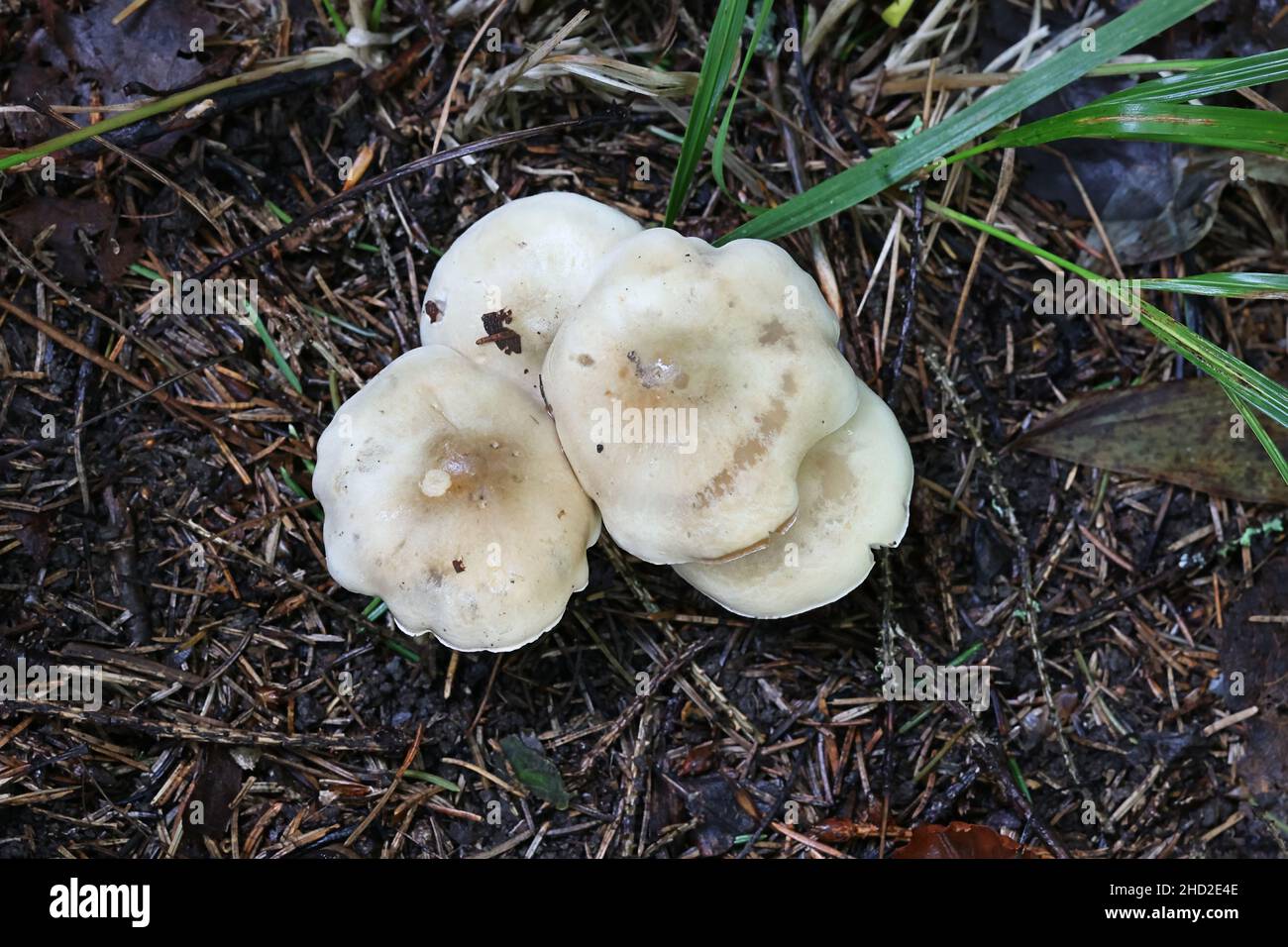 Hebeloma velutipes, allgemein bekannt als blass poisonpie oder Poison Pie, Wildpilz aus Finnland Stockfoto