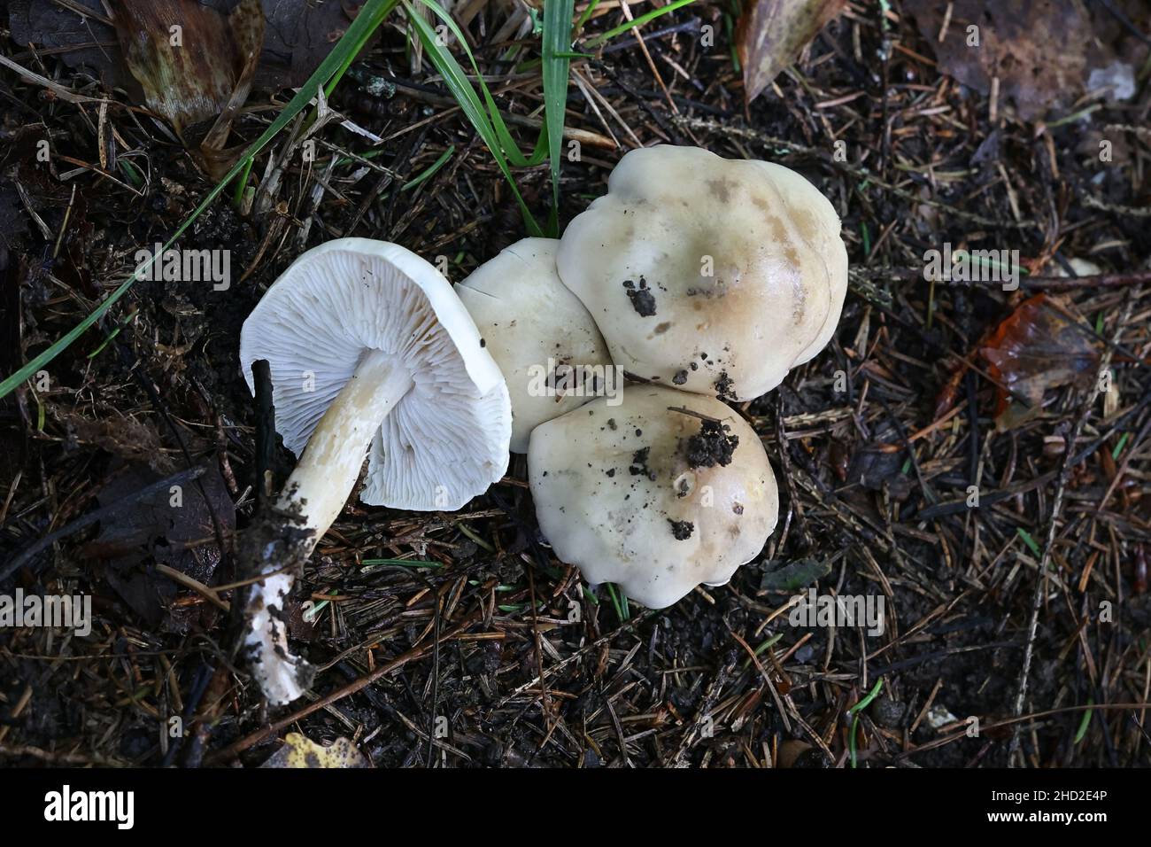 Hebeloma velutipes, allgemein bekannt als blass poisonpie oder Poison Pie, Wildpilz aus Finnland Stockfoto