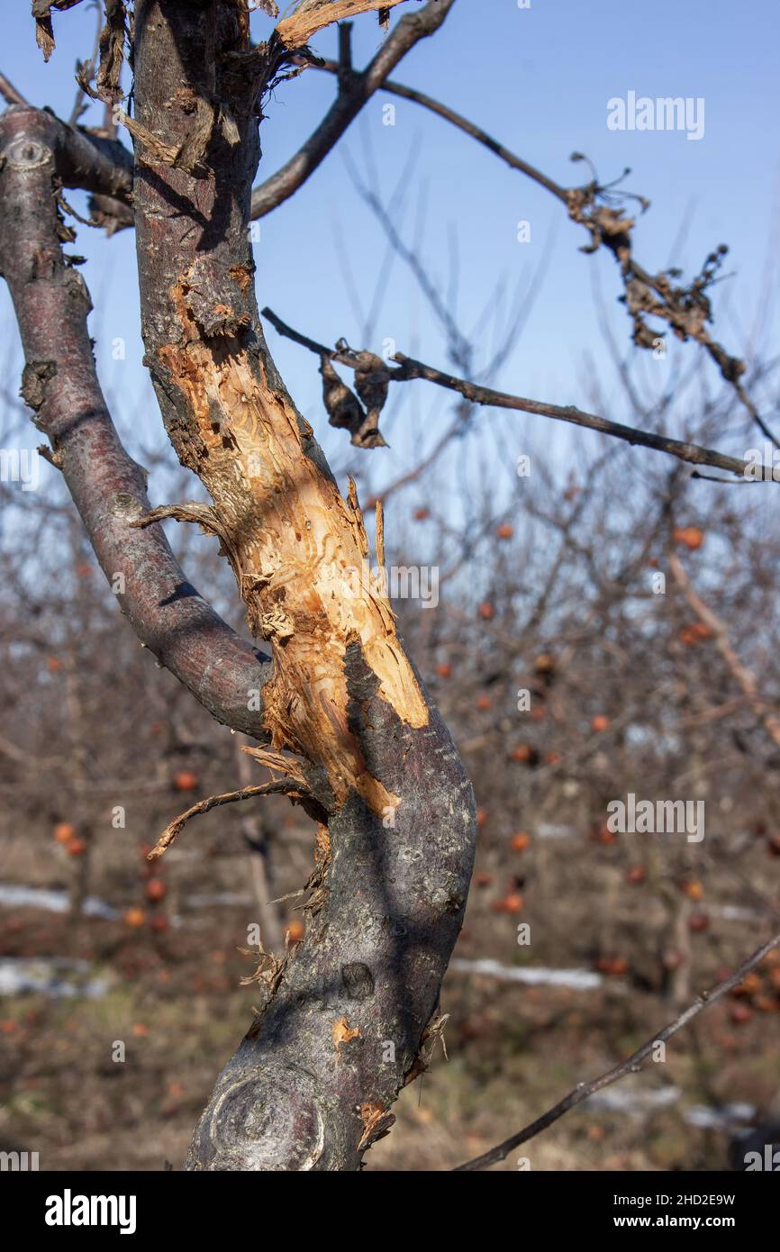 Rissige Rinde von Apfelbäumen. Obstbaumkrankheit Stockfoto