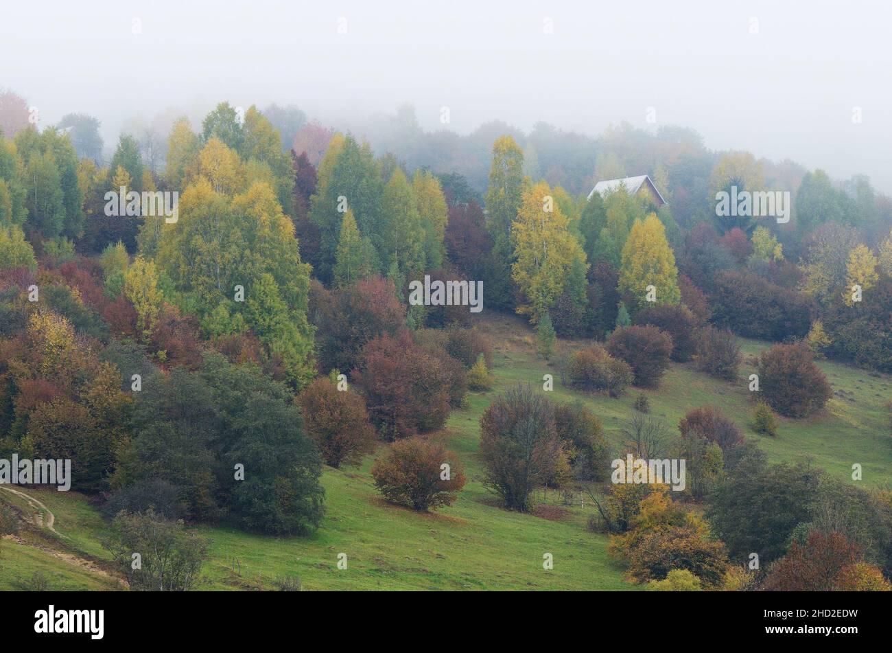 Einsames Haus auf einem bewaldeten Hügel. Herbstlandschaft in einem Bergdorf. Nebliger Tag. Karpaten, Ukraine Stockfoto