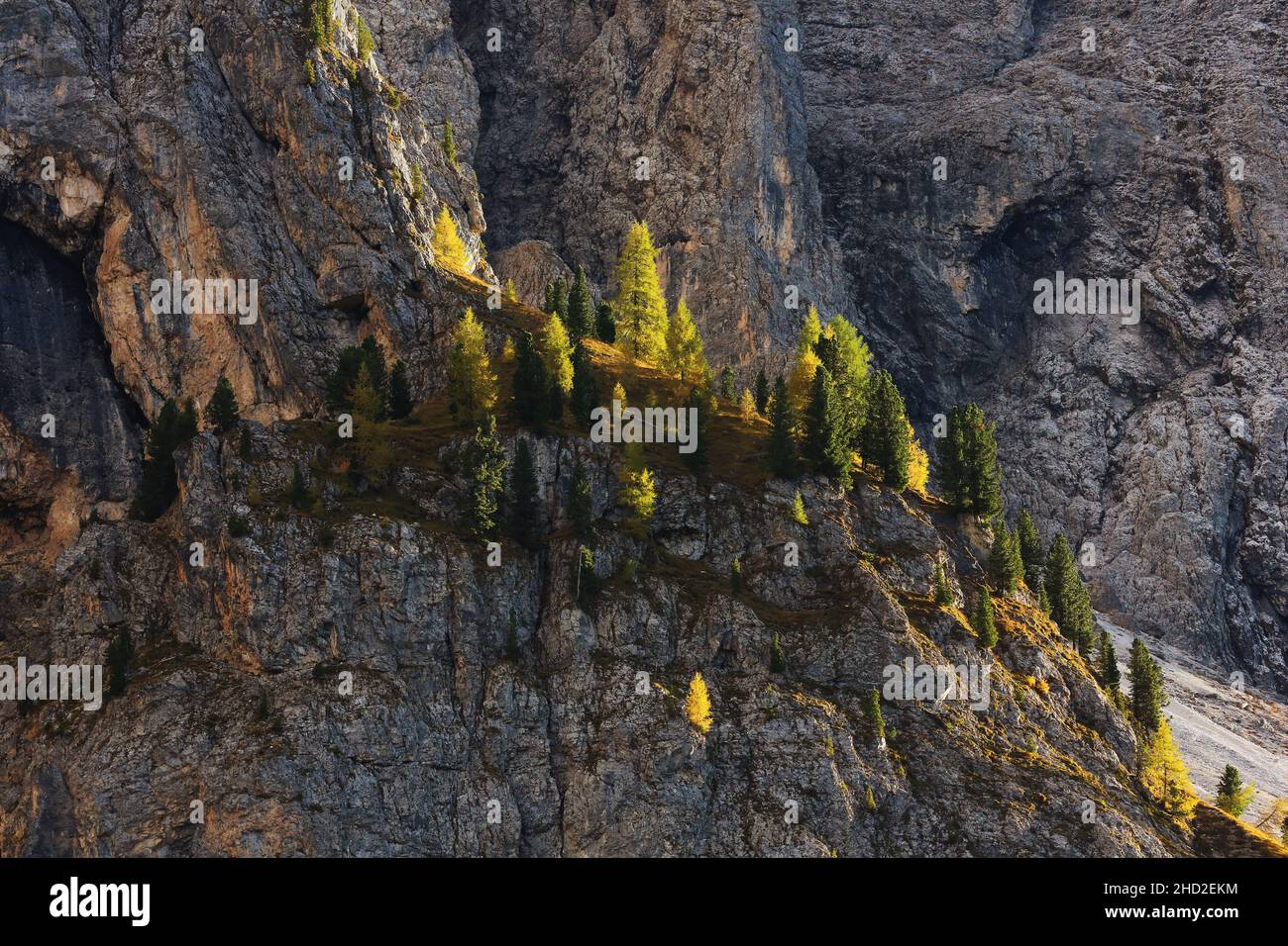 Langkofel, Berg, Fels, Dolomiten, Panorama mit Bergwald und Bäumen mit herbstlicher Lichtimung in Südtirol in den Dolomiten in Italien Stockfoto