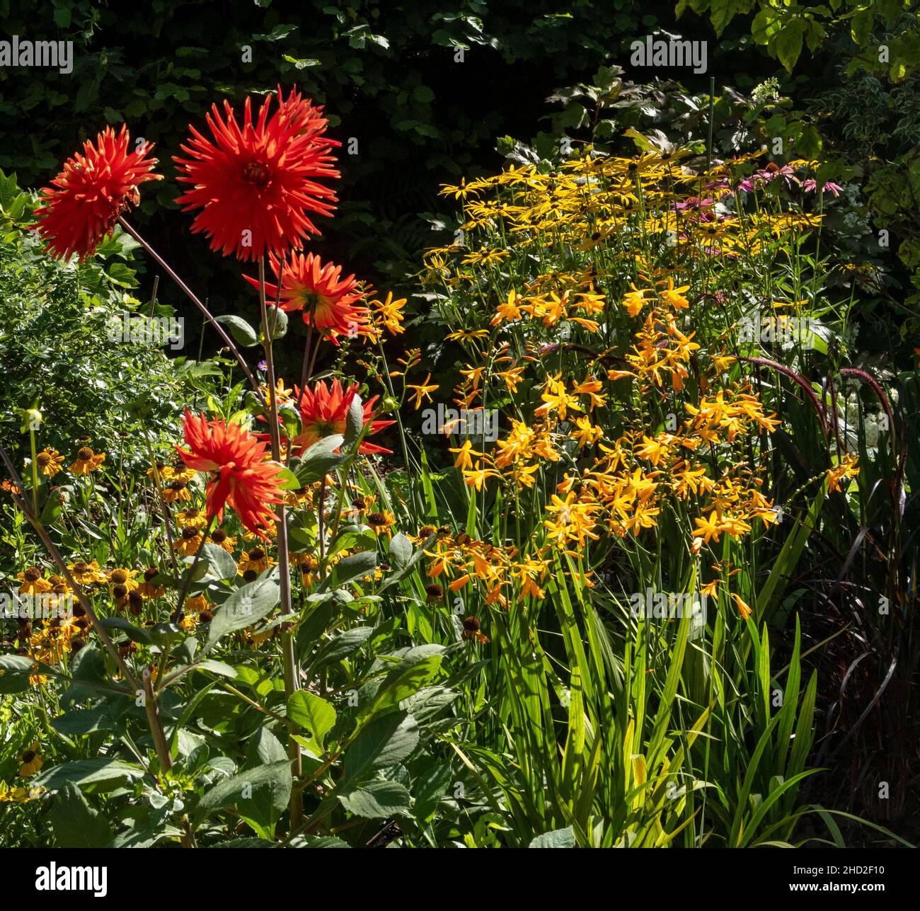 Ein heißer Garten, gelbe Crocosmia George Davison inmitten einer leuchtend orangefarbenen Dahlie und helenium-Wyndley Stockfoto