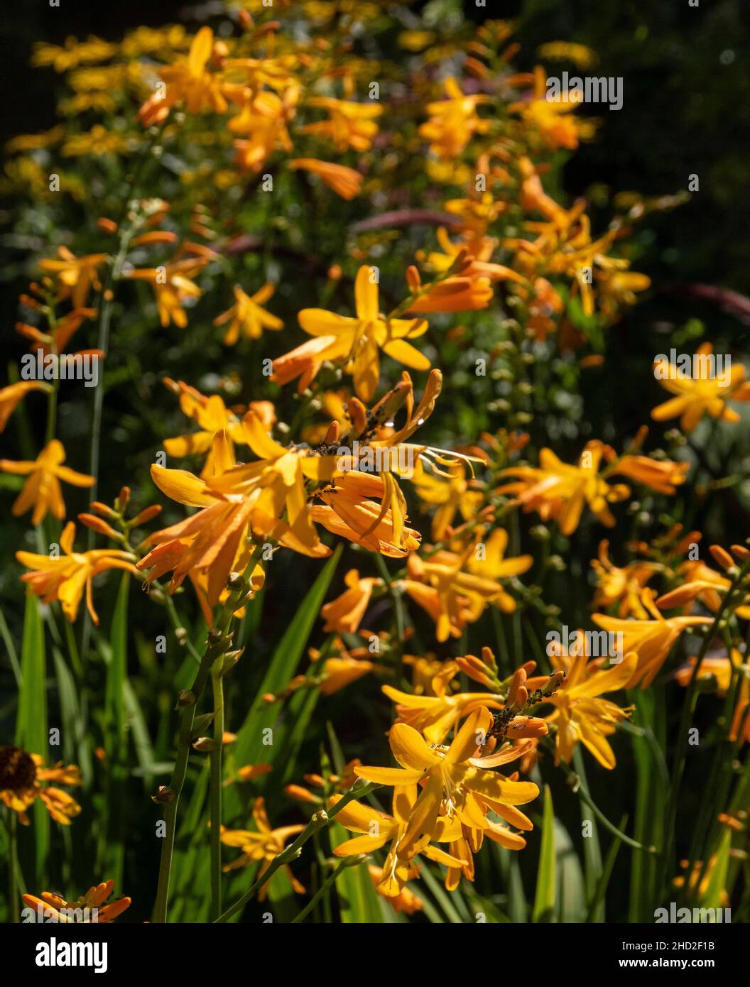 Crocosmia George Davison, eine leuchtend gelbe Sorte in einem heißen Garten, herbstblühend. Stockfoto