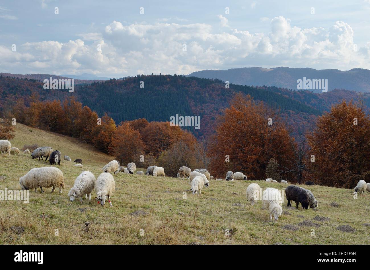 Herbstlandschaft mit einer Schafherde auf einer Alm in den Bergen. Karpaten, Ukraine, Europa Stockfoto