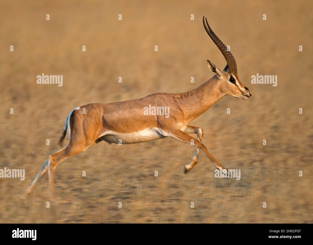 Impala (Aepyceros melampus) Tarangire-Nationalpark, Tansania, Afrika Stockfoto