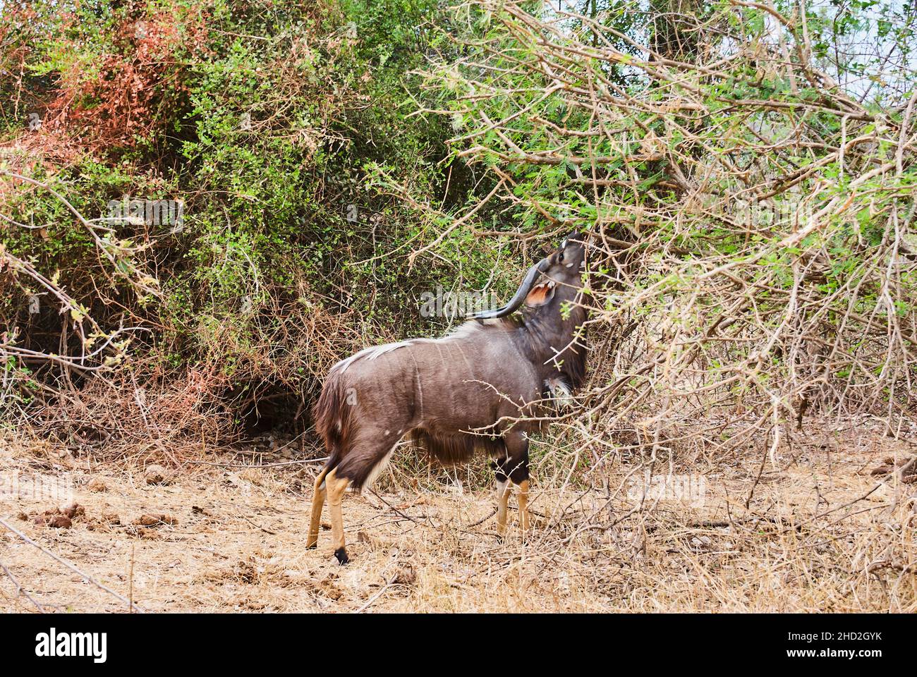 Der starke und stolze Nyala-Bulle, Tragelaphus angasii, ist eine spiralförmige gehörnte Antilope aus dem südlichen Afrika, die in der Landschaft des afrikanischen Buschs herumläuft Stockfoto