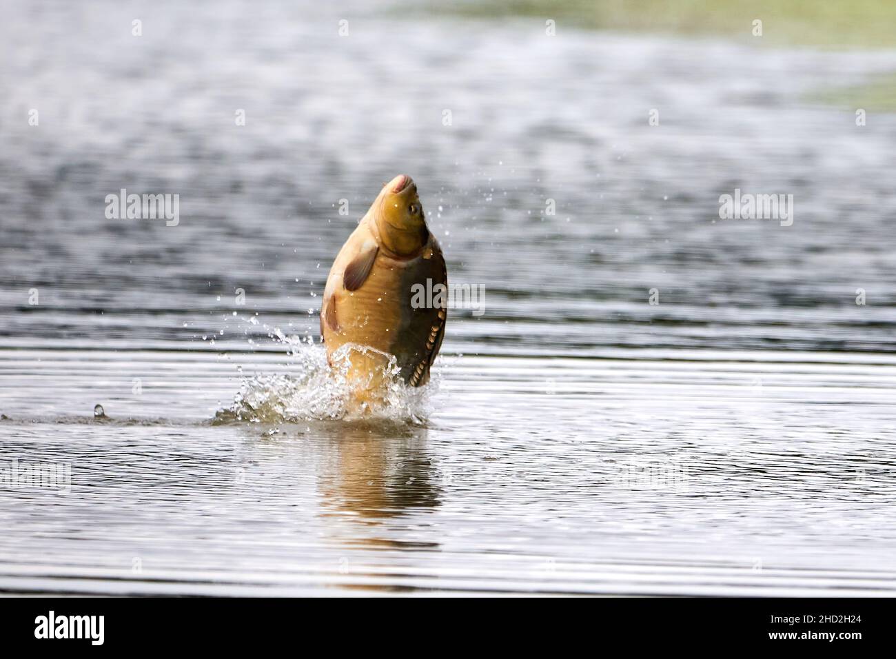 Karpfenfische springen aus dem Wasser Stockfoto
