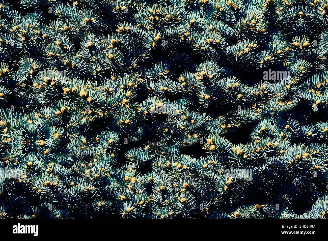 Hintergrund aus vielen grünen Fichtenzweigen mit kleinen Zapfen Stockfoto