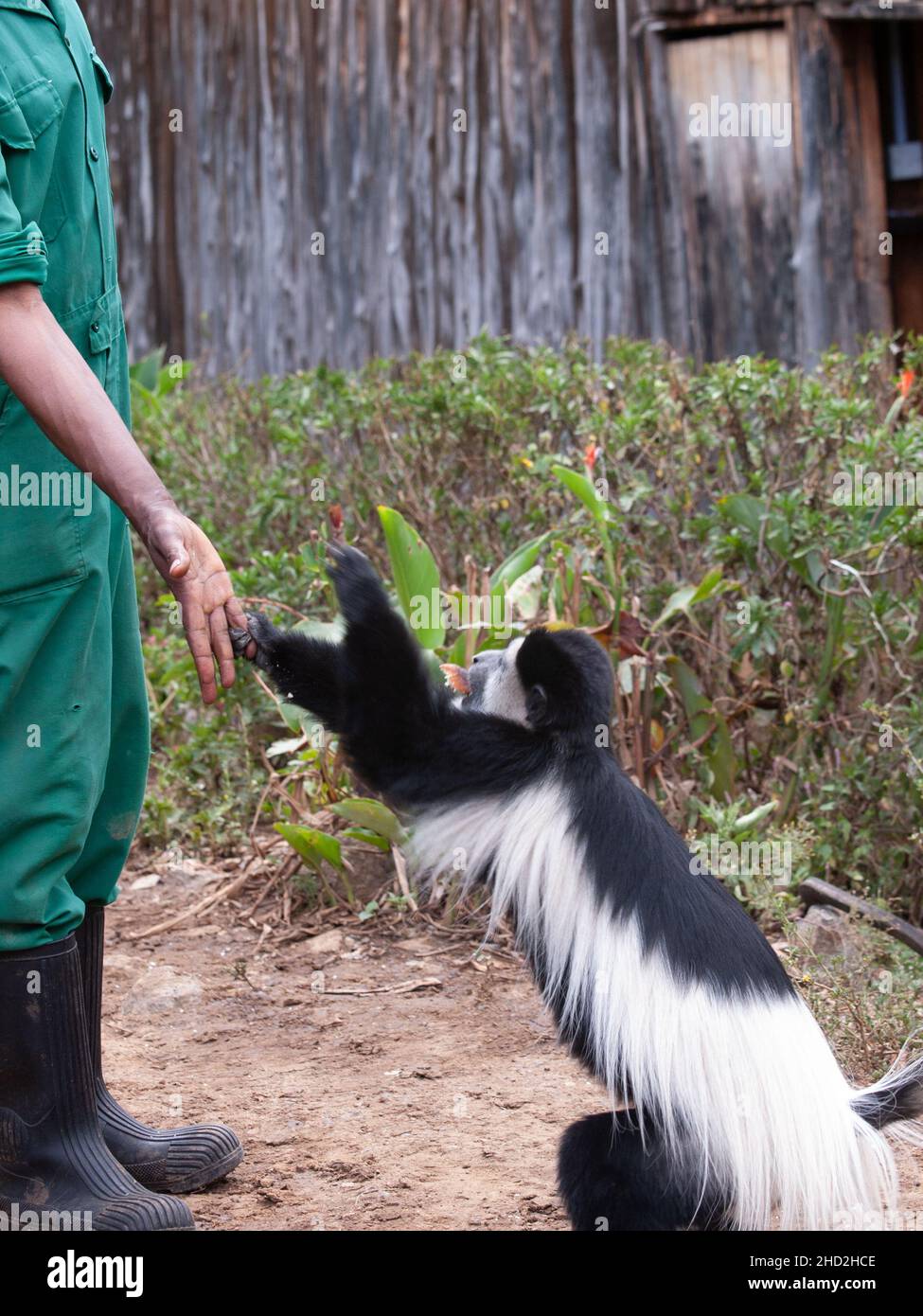 Hausmeister füttern Schwarz-weiße Kolobusse (oder Colobi) sind in Afrika heimische Altweltaffen der Gattung Colobus Stockfoto