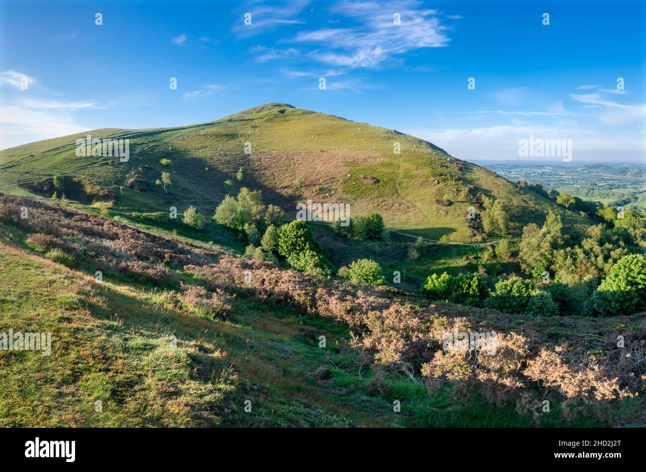 Bald nach Sonnenaufgang im Sommer, Blick nach Süden auf den zweiten Haupthügel aus dem Norden der Malvern Hill Range.Sugarloaf Hill liegt zwischen dem W Stockfoto