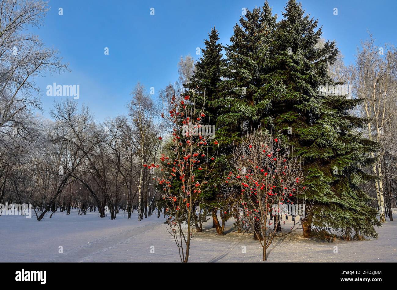 Grüne Tannen und Ebereschen mit roten Beeren im verschneiten Winterpark an sonnigen, frostigen Tagen. Immergrüne Nadelfichten und Bergasche oder Asche Stockfoto