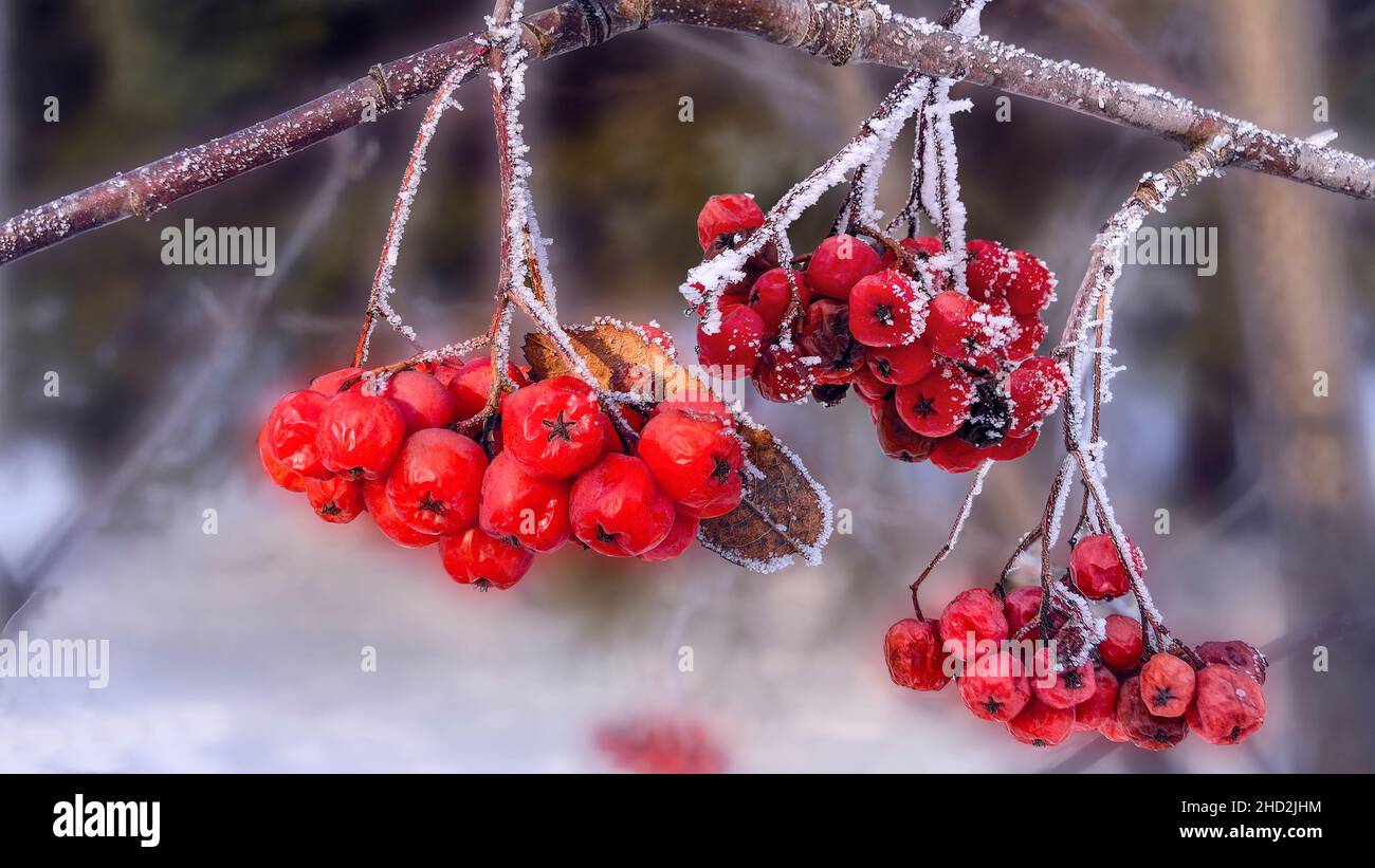 Gefrorene rote helle Eberesche Beeren auf Zweigen mit weißem Reif bedeckt. Winterfutter für Vögel. Beerenzweig mit Beeren aus nächster Nähe - saisonaler Wein Stockfoto