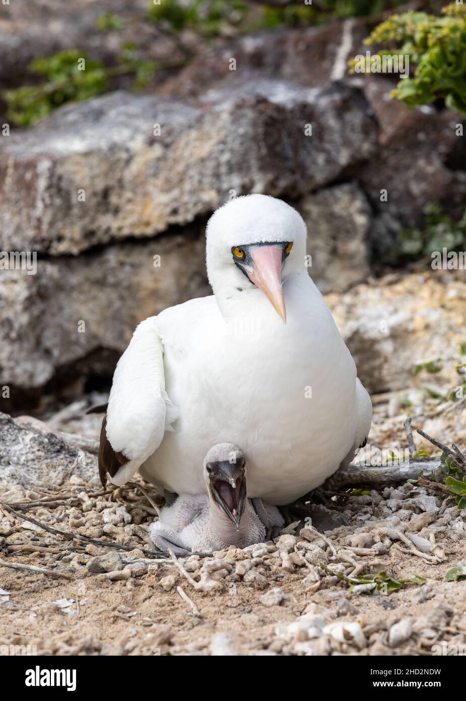 Nahaufnahme von Nazca booby Elternteil mit Baby auf dem Boden sitzen Stockfoto