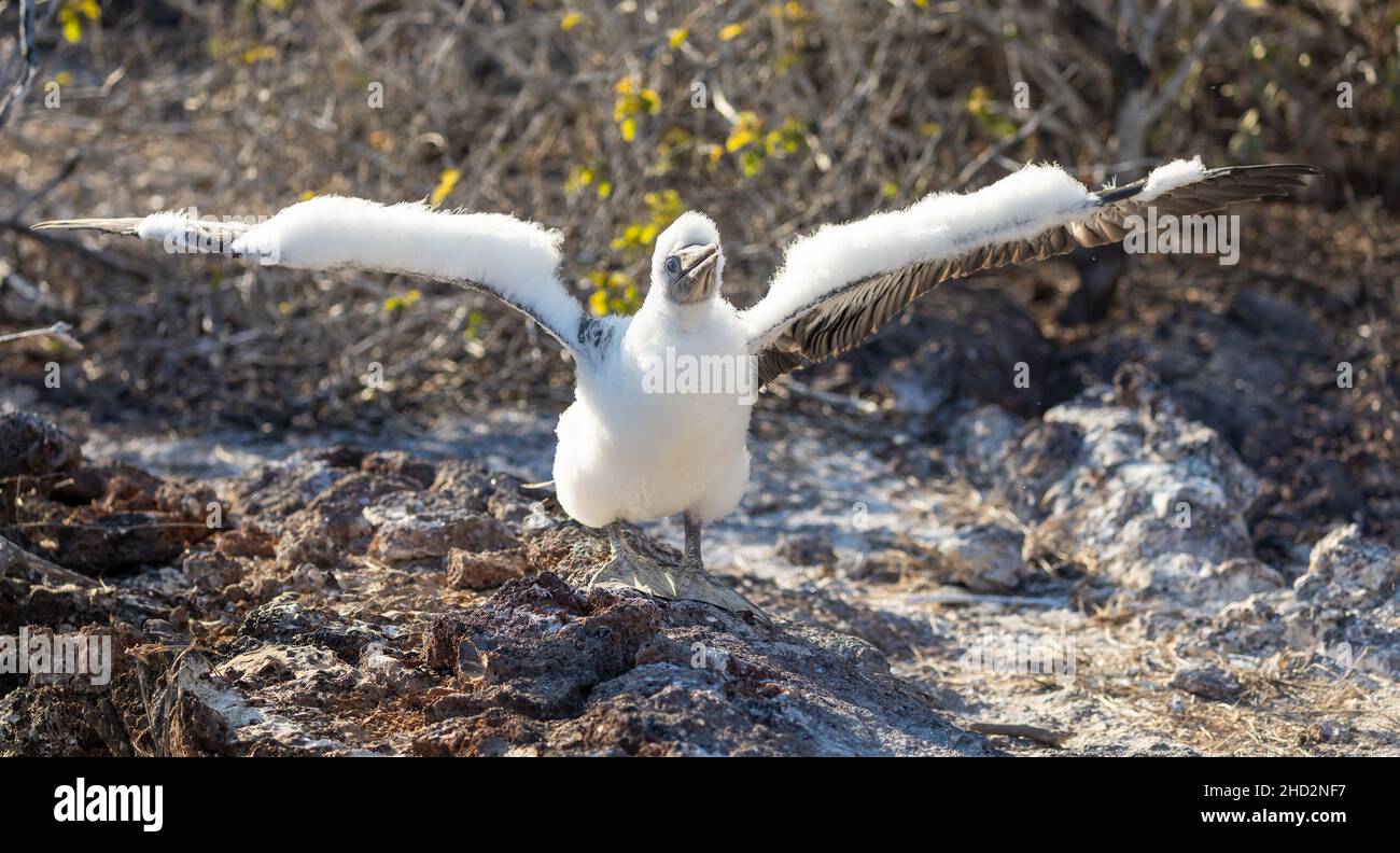 Juvenile Nazca-Bulle, die mit ausgebreiteten Flügeln in der Galapagos-Landschaft steht Stockfoto