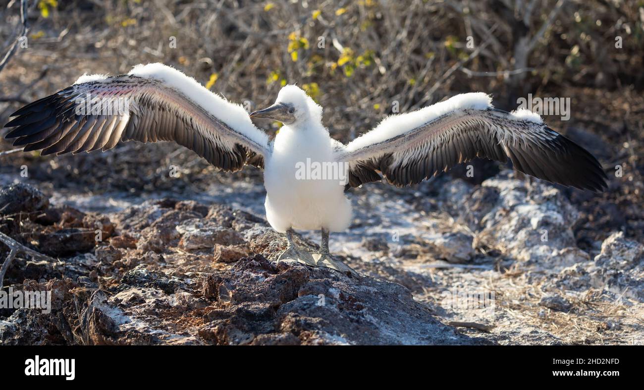 Juvenile Nazca-Bulle, die mit ausgebreiteten Flügeln in der Galapagos-Landschaft steht Stockfoto