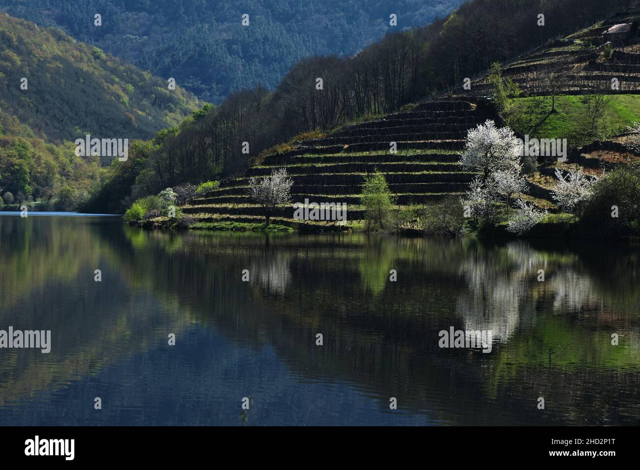 Terrassenfelder in Ribeira Sacra, Galicien, Spanien Stockfoto