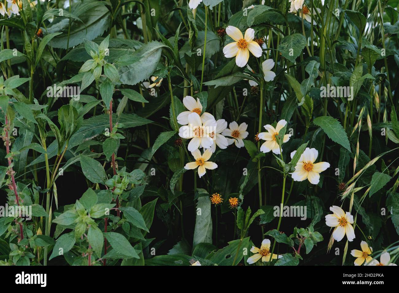 Bidens aurea, Arizona, beggartiks weiße gelbliche Blüten Stockfoto