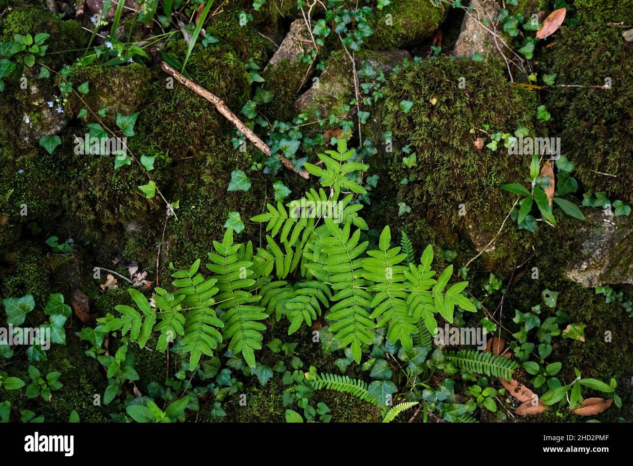 Royal Farn (Osmunda regalis) grüne Wedel, die in einem moosigen Wald wachsen Stockfoto