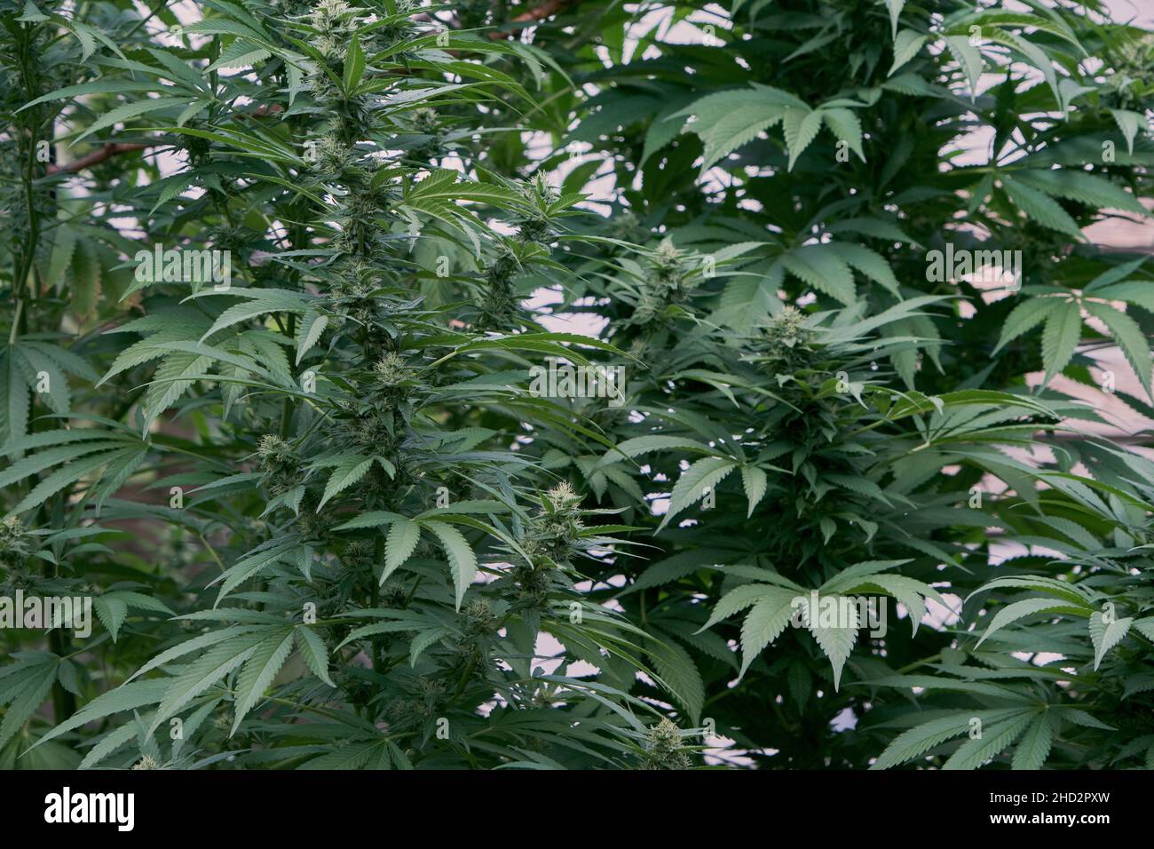 Weibliche Cannabispflanzen mit blühenden Blumen und grünem Blattwerk Stockfoto