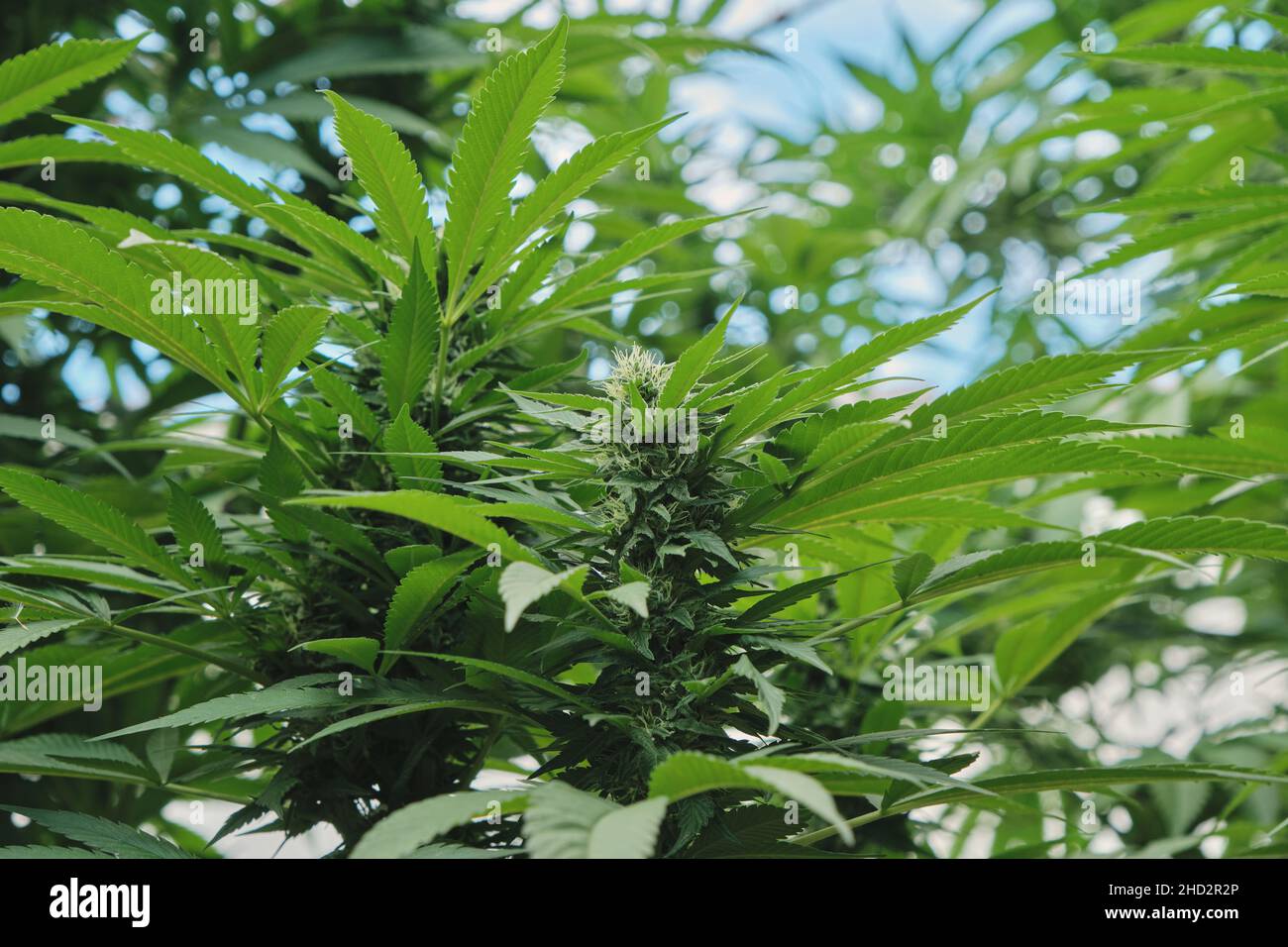 Weibliche Cannabispflanzen mit blühenden Blumen und grünem Blattwerk Stockfoto