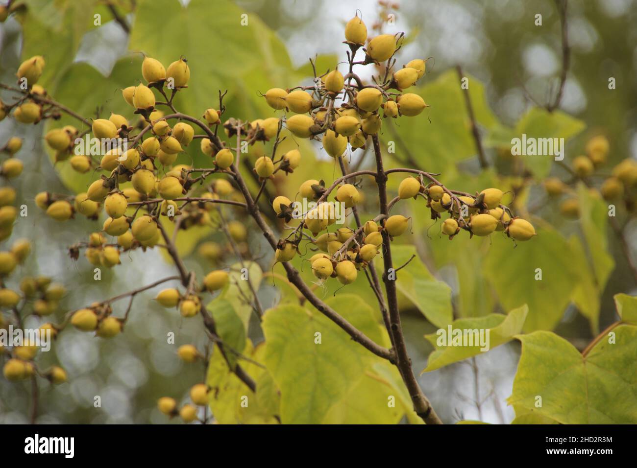 Nahaufnahme von gelben Beeren auf einem Feld Stockfoto