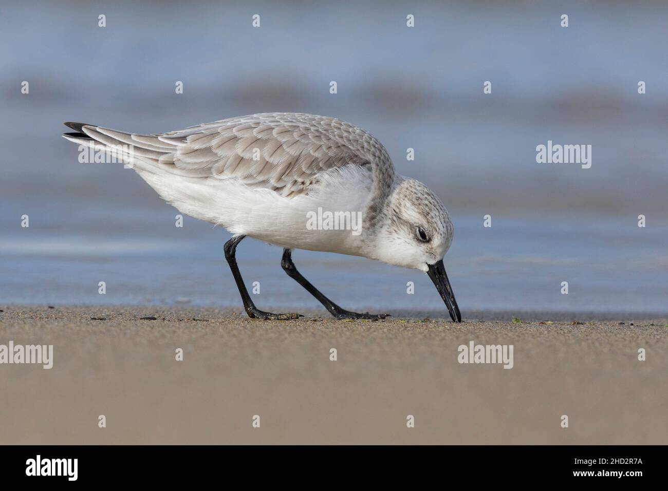 Sanderling (Calidris alba), Seitenansicht eines erwachsenen Gefieders im Winter, der etwas Futter aufholt, Kampanien, Italien Stockfoto
