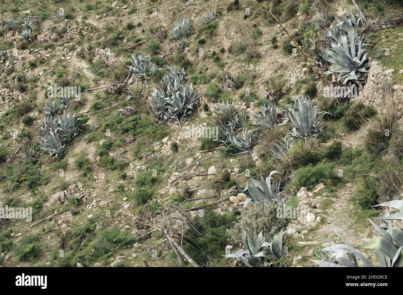 Typische Sukulente der mediterranen, Jahrhundert-Pflanzen (Agaven) wachsen auf einem steilen Hang von Sizilien im Landesinneren Stockfoto