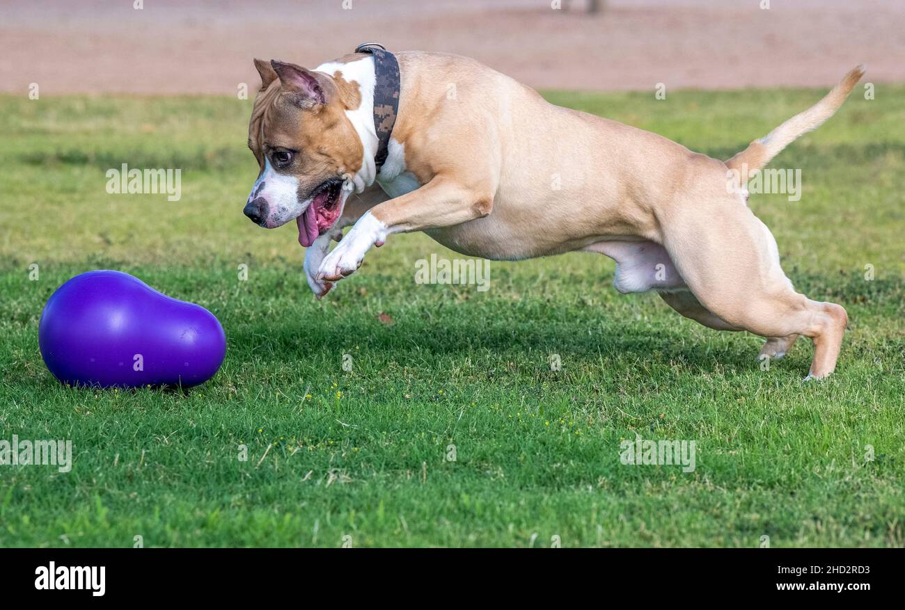 American Staffordshire Terrier spielt im Park und pounziert auf sein Spielzeug Stockfoto