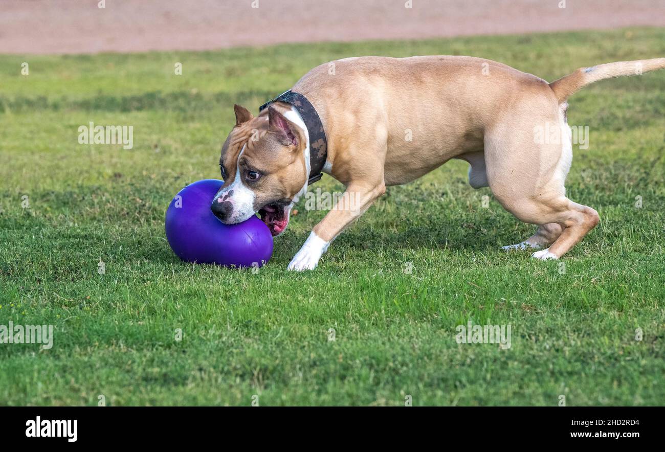 American Staffordshire Terrier spielt im Park mit seinem Lieblingsspielzeug Stockfoto