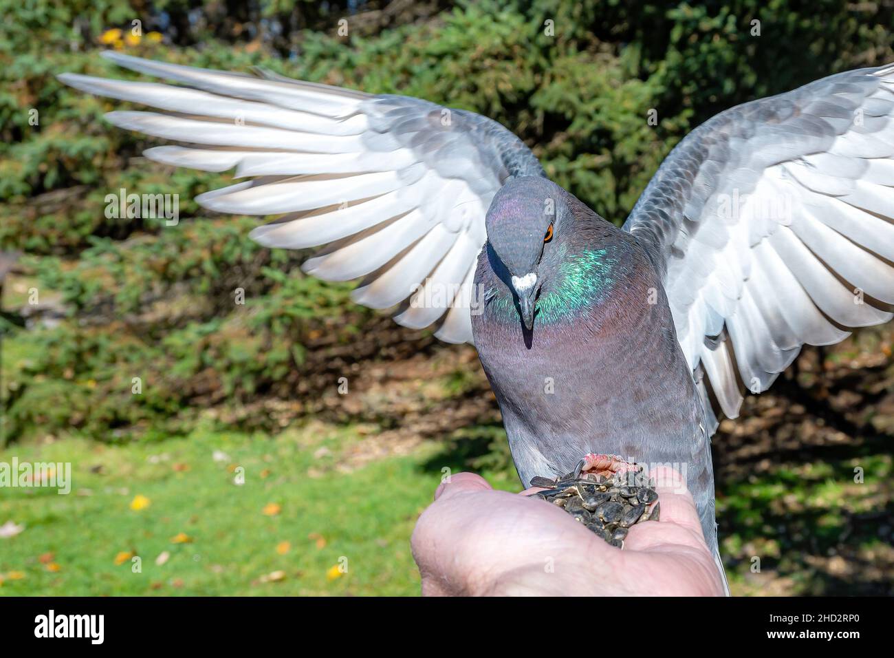 Eine Taube landete auf einer Hand mit Vogelsamen. Seine Flügel sind ausgebreitet, während er auf den Samen schaut. Heller, sonniger Tag mit Bäumen dahinter. Stockfoto