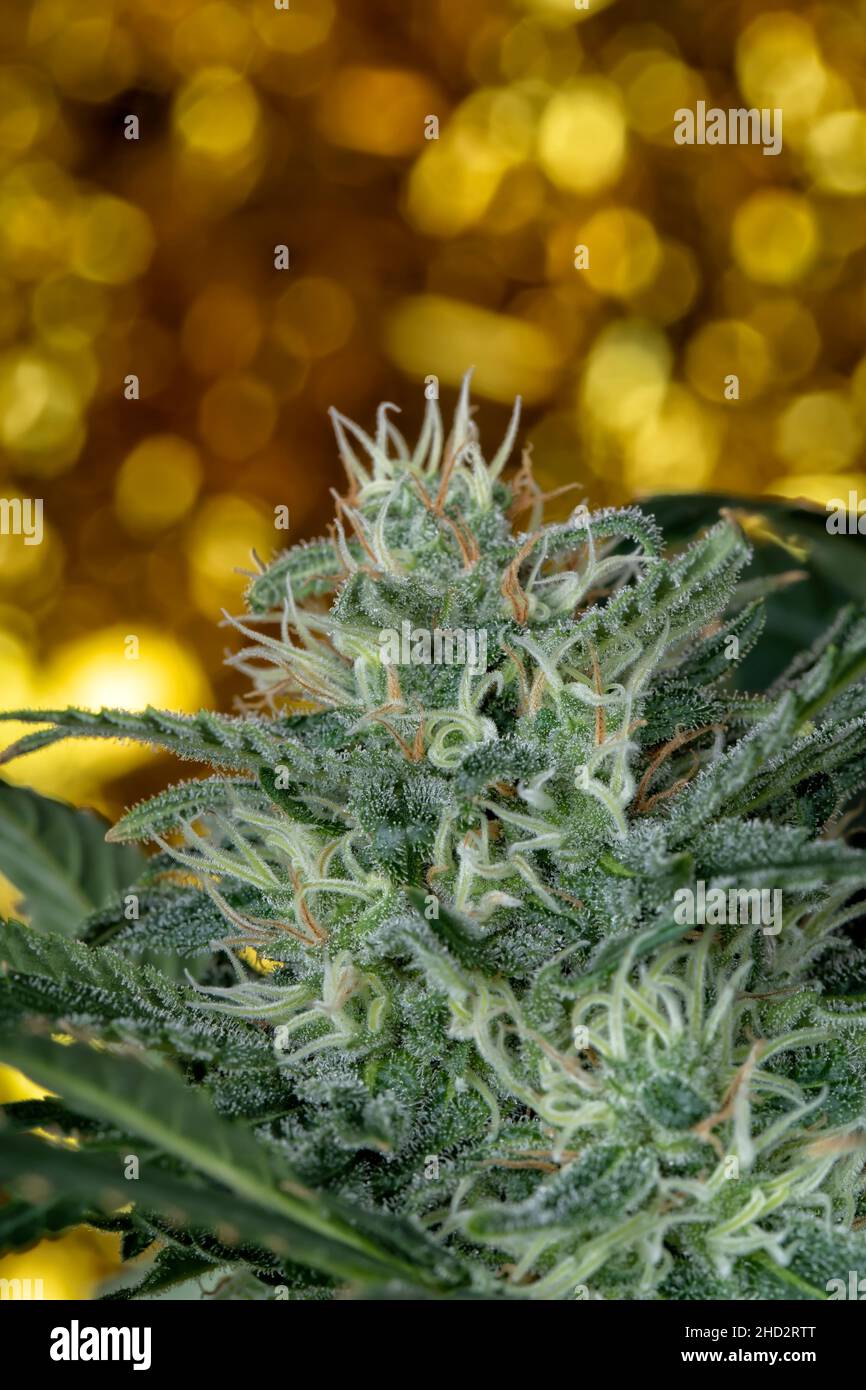 Makrodetail einer Cannabisknospe mit goldenem Bokeh im Hintergrund. Big Bud Cannabispflanze. Stockfoto