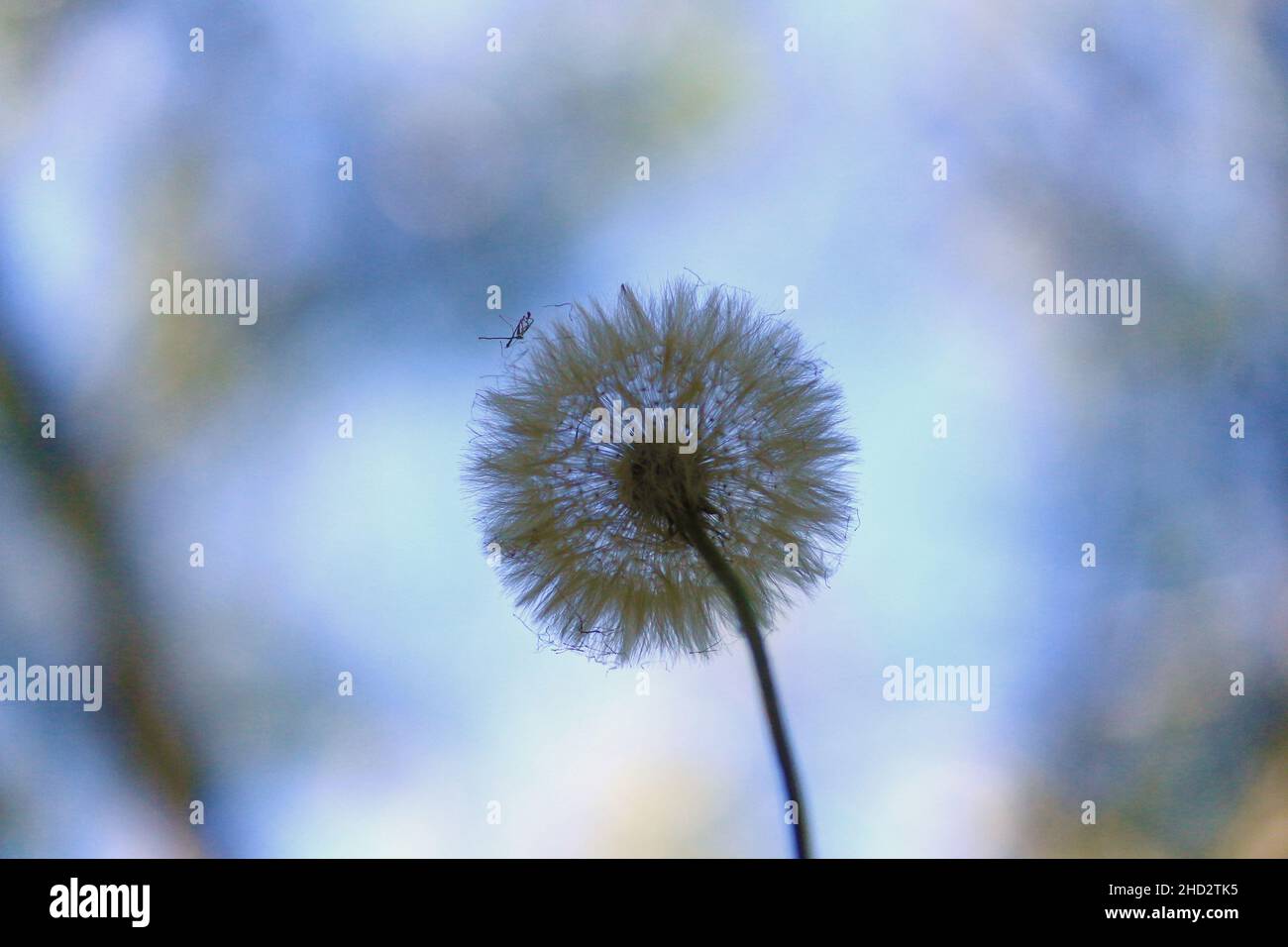 Die Dandelionblume hat die Bedeutung von Freiheit, Optimismus, Hoffnung und spirituellem Licht. Stockfoto