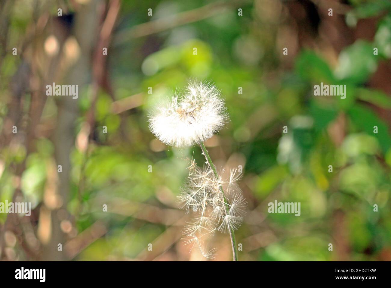 Die Dandelionblume hat die Bedeutung von Freiheit, Optimismus, Hoffnung und spirituellem Licht. Stockfoto