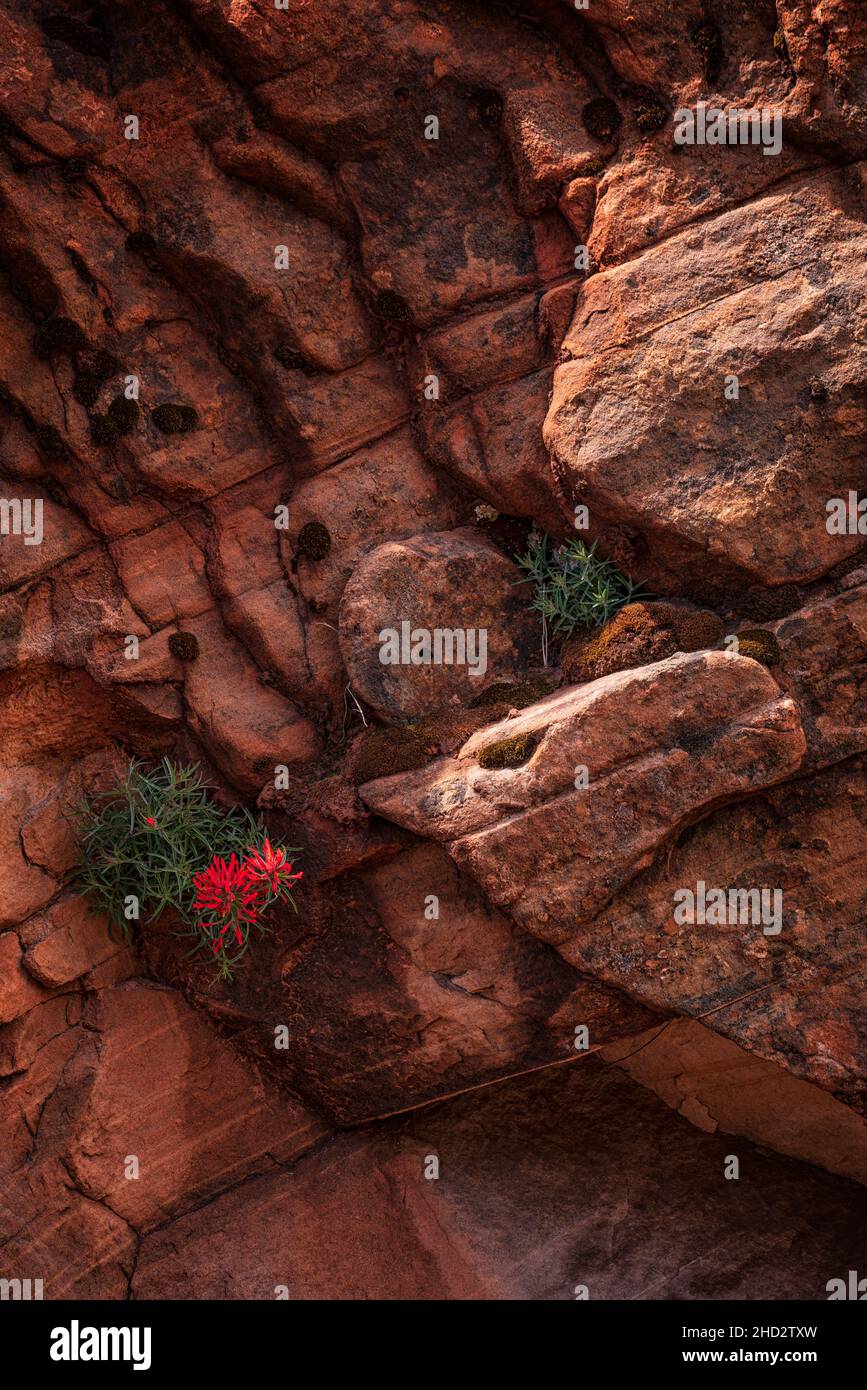 Indische Paintbrush-Blumen hängen an den Sandsteinfelsen im Zion National Park in der Nähe von Springdale, Utah Stockfoto