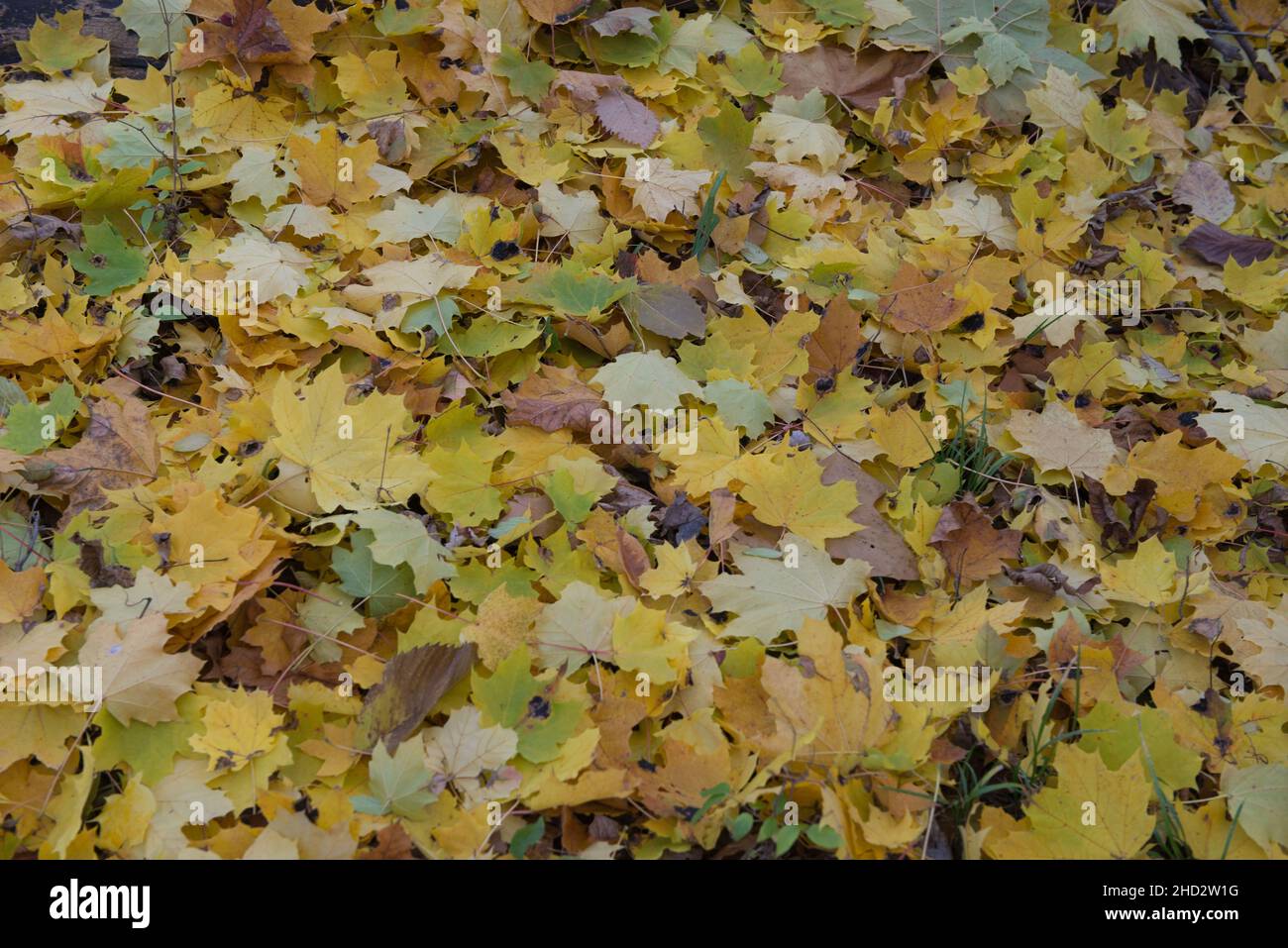 Herbstlaub auf dem Waldboden. Stockfoto