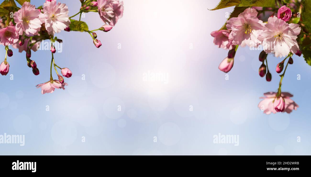 Rosa Sakura-Blumen auf abstraktem pastellfarbenem Bokeh-Hintergrund. Frühlingsbanner mit Kirschblüten. Natürlicher Blumenhintergrund Stockfoto