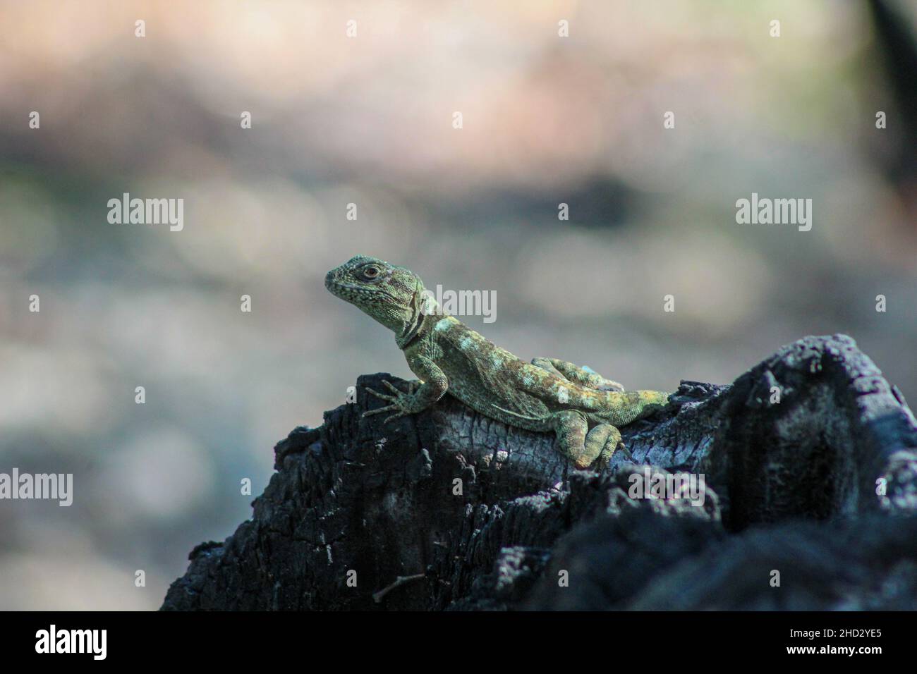 Gruñidor de Valeria (Pristidactylus valeriae), Cerro Quillayquén, Chile. Stockfoto