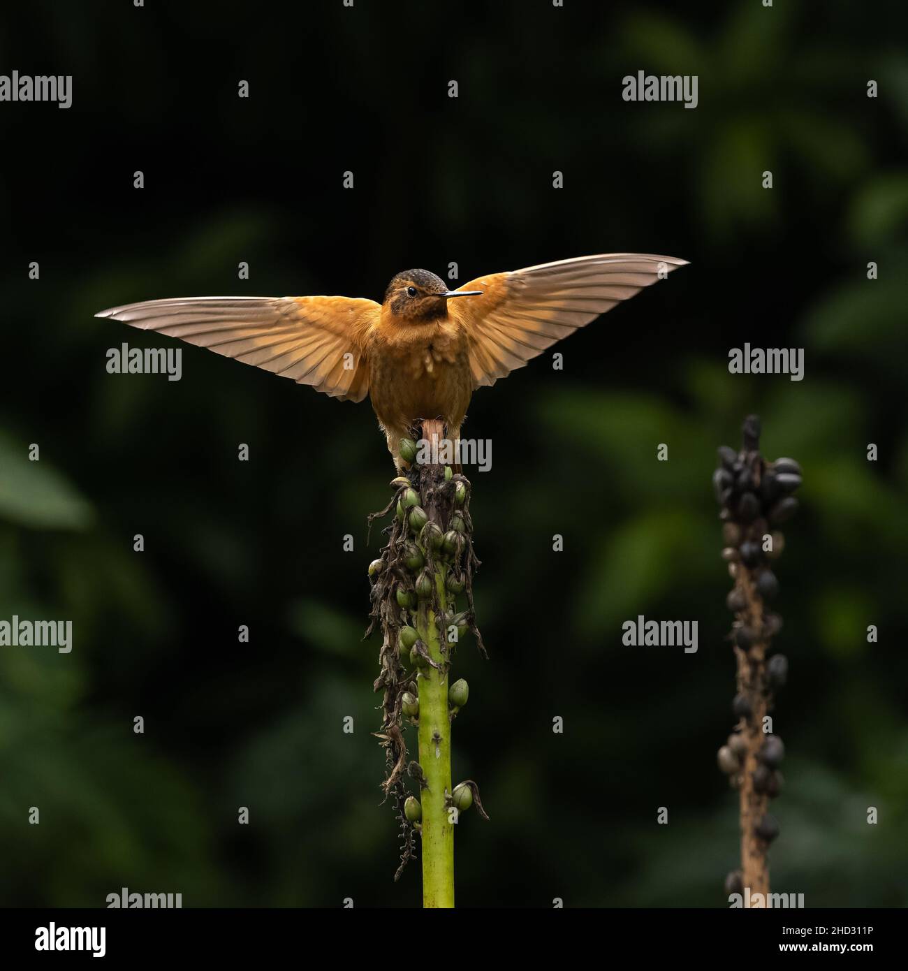 Ein strahlender Sonnenstrahl-Kolibri in Ecuador Stockfoto