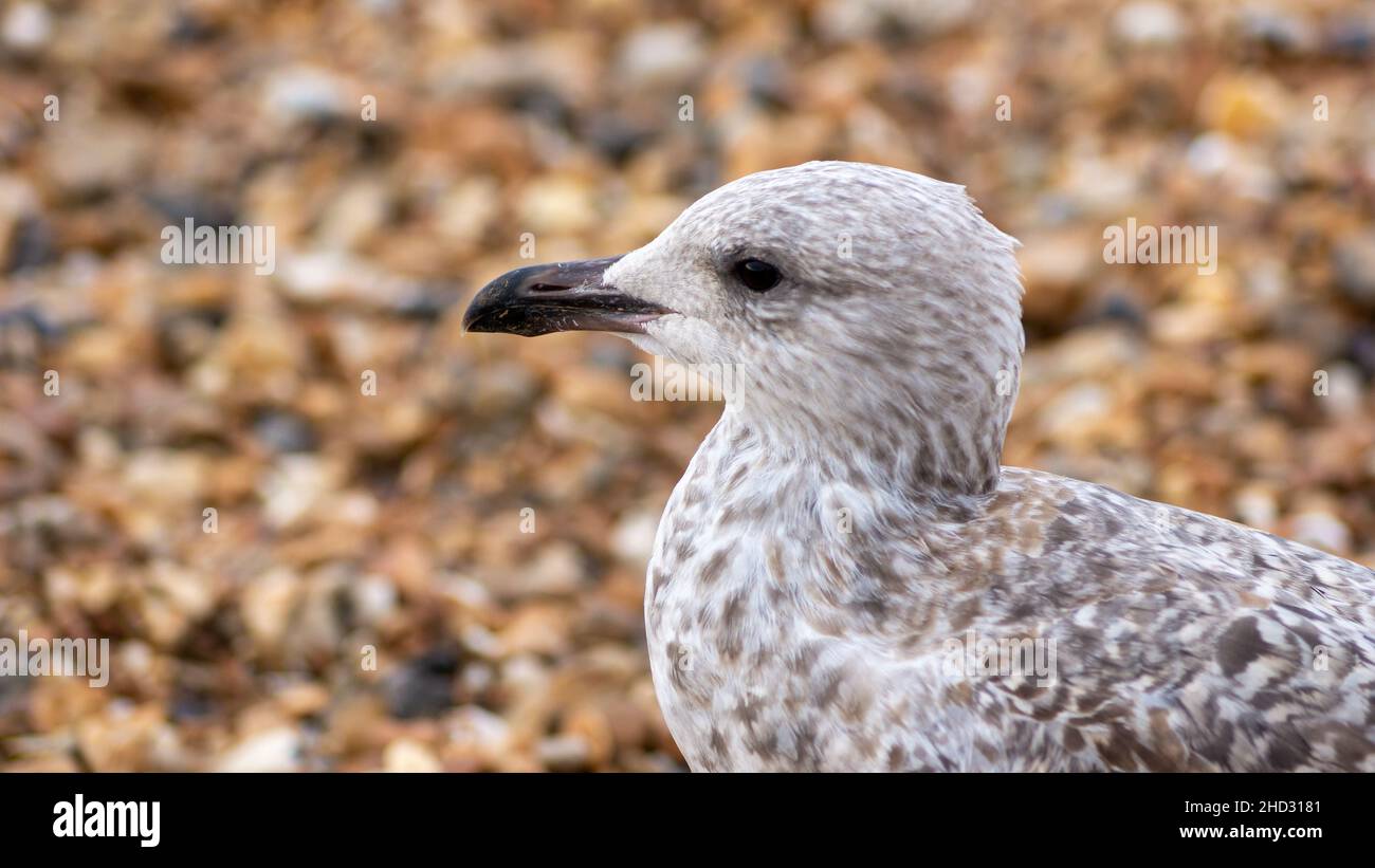 Möwe am Strand Stockfoto