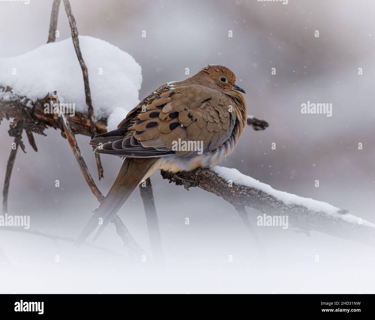 Trauertaube (zenaida macroura) auf einem Zweig im Schnee von Colorado, USA Stockfoto