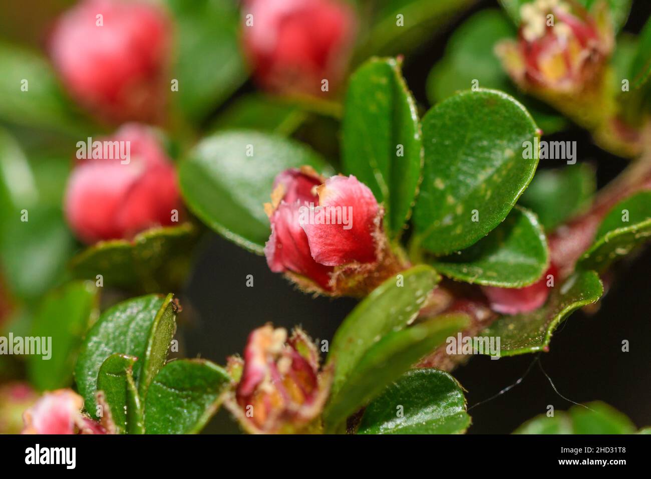 Nahaufnahme der Blume des Rock Cotoneaster Stockfoto