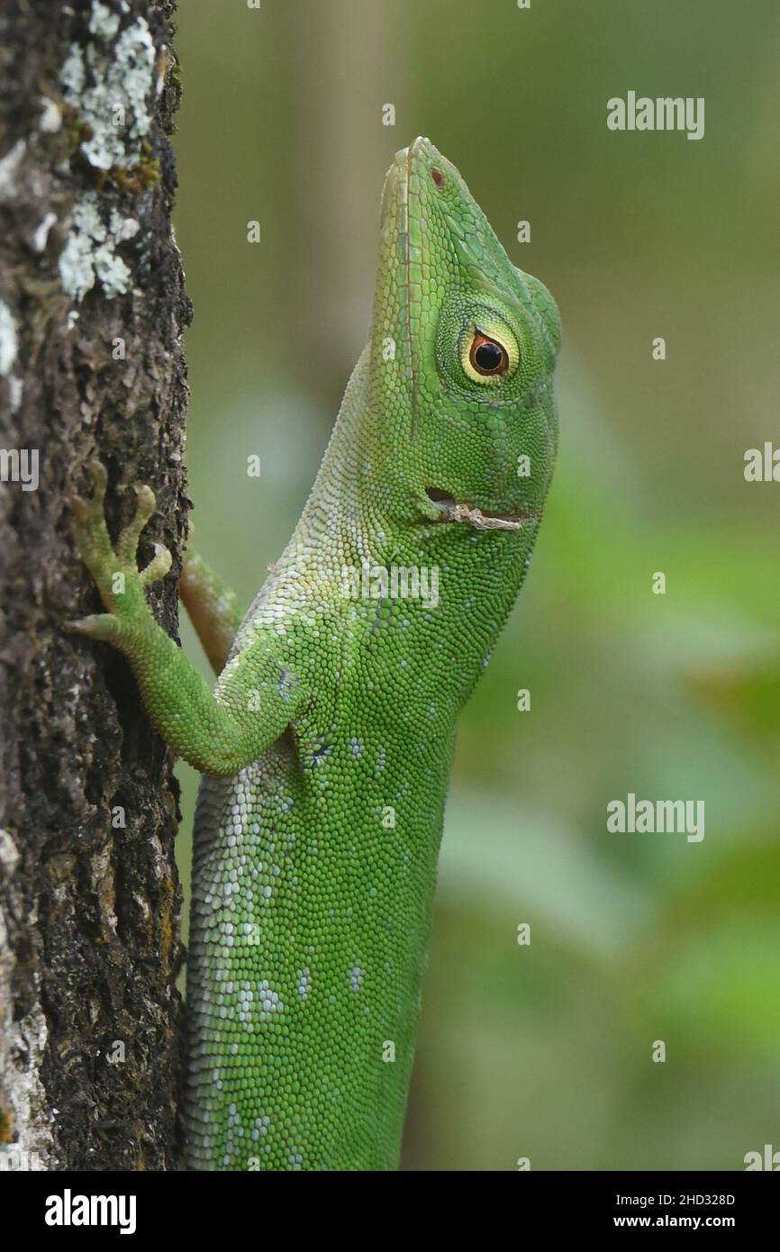 Gemeiner Basilisk (Basiliscus basiliscus) Eidechse, Monteverde Cloud Forest Reserve, Costa Rica Stockfoto